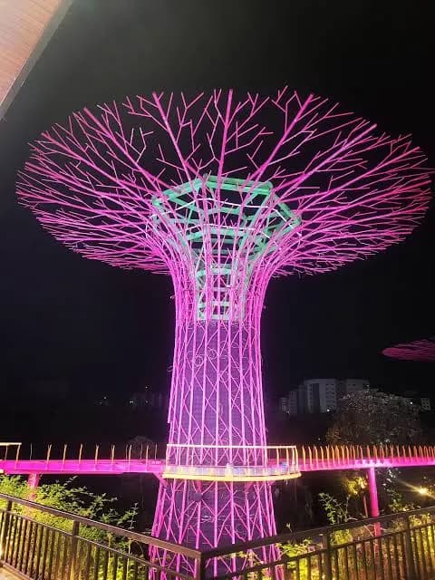 Árvore de luz iluminada em rosa à noite